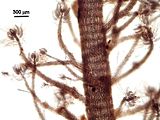 10 - Ramuli con spermatocisti